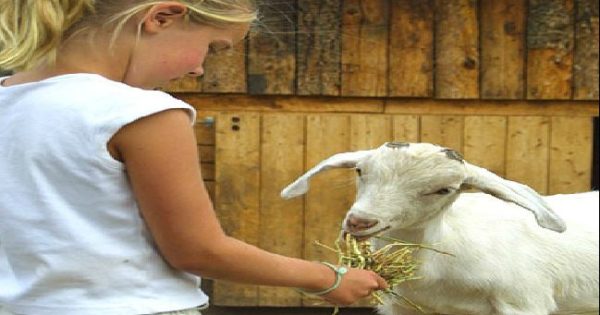 Exotic Petting Zoo For Parties And Events | Clowns4Kids