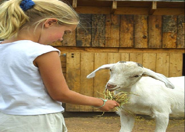Exotic Petting Zoo For Parties And Events | Clowns4Kids