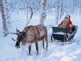 Live Reindeer with Santa on Sleigh