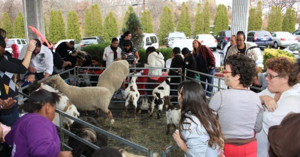 Petting Zoo Parties NY, NYC, NJ, CT, Long Island | Clowns4Kids